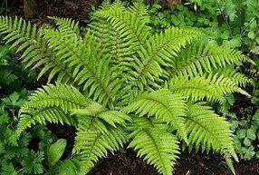 kompresy do leczenia żylaków